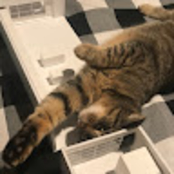 Meet your Posher, Rae - Picture 1 of 1